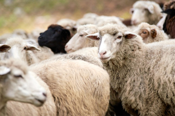 Sheep muzzle outdoors. Standing and staring breeding agriculture animal