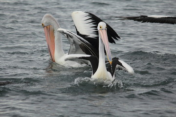 Pelican enjoying and relaxing at Gippsland Lakes, Australia