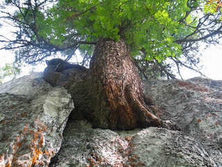 KEMEROVO REGION, RUSSIA - 31 JULY 2012: Tree growing on a rock