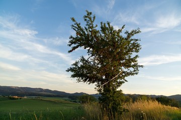Fototapeta na wymiar Cherries on the tree. Slovakia