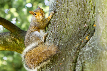 Squirrel in London