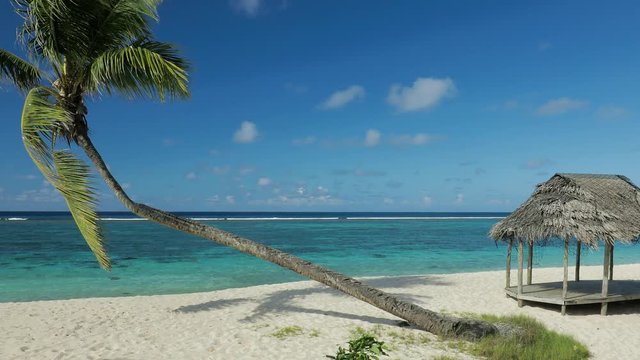 Beach on Samoa Island with palm tree and fale