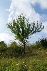 Obraz premium Trees in the park. Slovakia