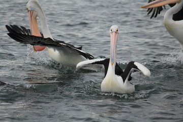 Pelican enjoying and relaxing at Gippsland Lakes, Australia