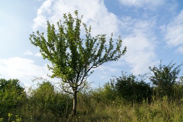 Trees in the park. Slovakia