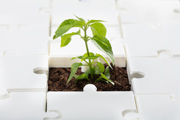 Close-up Of A Small Plant