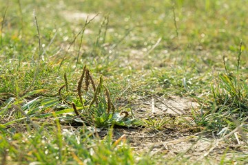 Meadow flowers. Slovakia