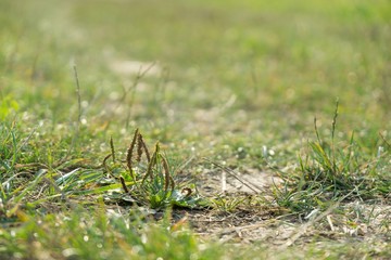 Meadow flowers. Slovakia