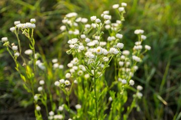 Meadow flowers. Slovakia