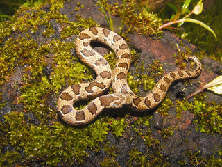 Russell's Kukri Snake, Oligodon taeniolatus. Bhuleshwar, Maharashtra, India
