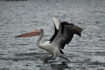 Pelican enjoying and relaxing at Gippsland Lakes, Australia
