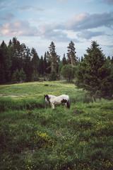 Obraz premium Horses on summer holiday