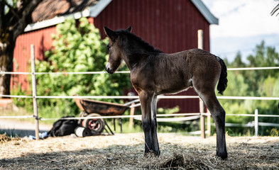 New born foal on a farm