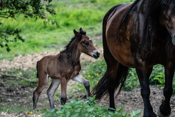 Obraz na płótnie Canvas New born foal on a farm