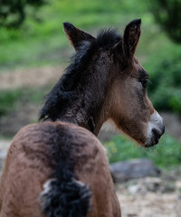 New born foal on a farm