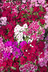 Carnations of different colors in a garden