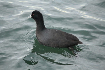 Common Coot swimming in the water, Gippsland Lakes