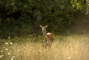 Fototapeta premium Deer live freedom in Abruzzo National Park