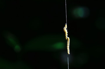 Raupen am seidenen Faden