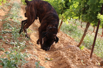 chien dans la vigne cane corso