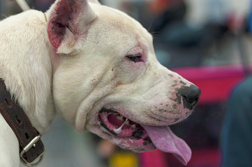 Head of a fighting dog with an open jaw and tongue hanging out close-up
