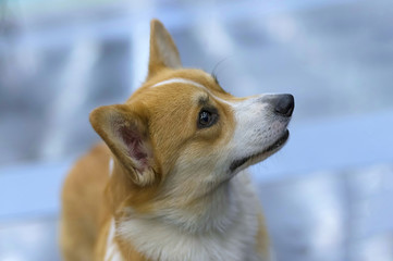 Welsh Corgi is a small dog with short paws close-up
