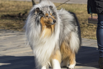 Collie Dog with long fluffy hair and a pointed muzzle Close-up