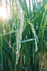 Obraz premium Rice in farm