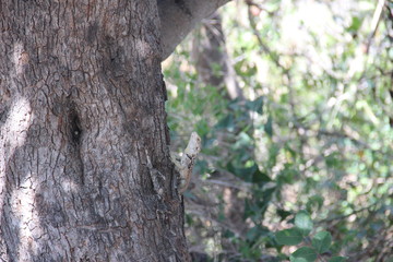 lizard on a tree