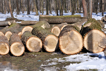 The logs of cut trees lie