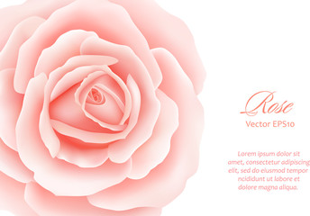 White background with a Pink Rose Flower.