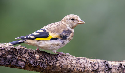 Female Goldfinch