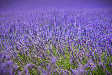 Fototapeta na wymiar lavender field in provence france colorful purple closeup macro shot french agriculture background