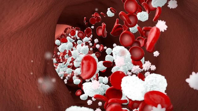 Red blood cells - erythrocytes, white blood cells - leukocytes and platelets move through the blood vein and forming bloodstream. A vessel pulses, shrinks and expands from the body's blood pressure.
