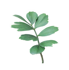 green leaf of palm tree isolated on white background