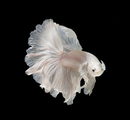 White Platt Platinum Fish .White siamese fighting fish, betta fish isolated on black background.