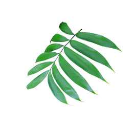 Fototapeta na wymiar green palm leaf isolated on white background