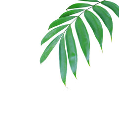 green palm leaf isolated on white background
