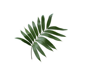 green palm leaf isolated on white background with clipping path