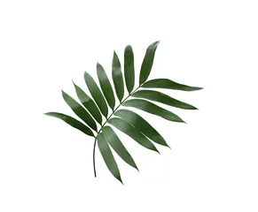 Fotobehang Monstera groen palmblad geïsoleerd op een witte achtergrond met uitknippad
