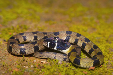Hill Keelback, Amephies monticola, Juvenile, Sharavathi Wildlife Sanctuary, Karnataka, India