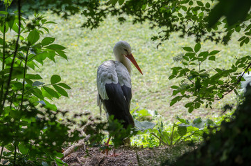 Storch