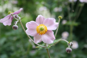 Pale pink Japanese anemone flowers in the garden. Anemone japonica in bloom.
