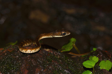 Large Eyed Bronzeback Snake, Dendrelaphis grandoculis from Agumbe, Karnataka, India