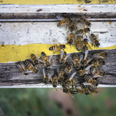 bees crawl together on yellow and white painted wood at entrance to beehive