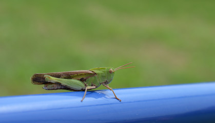 A green grasshopper on a blue pole with a blurred out green grass background 
