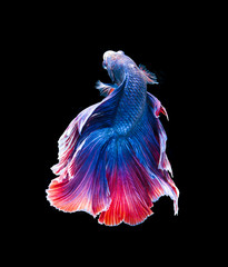 Red and blue siamese fighting fish, betta fish isolated on black background. .