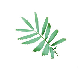 green palm leaf isolated on white background with clipping path