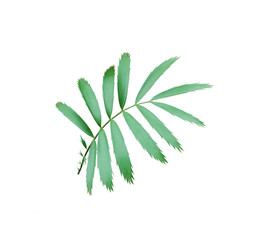 green palm leaf isolated on white background with clipping path