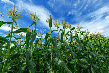 Obraz premium 【青森県弘前市岩木山麓】岩木山麓は嶽きみの花が満開